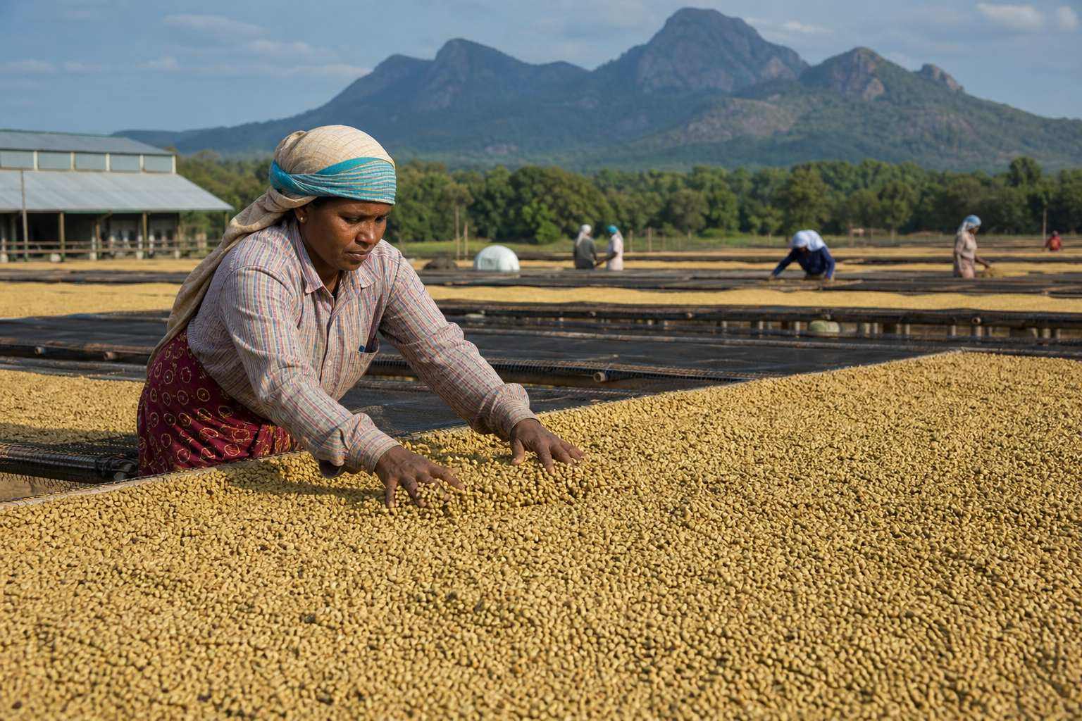 Green coffee beans drying on raised beds and curing patios at a South Indian coffee estate