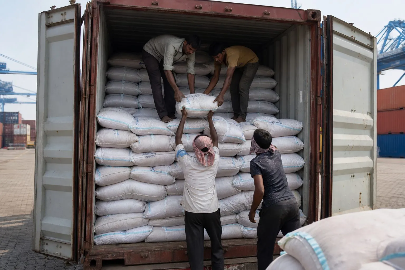 Workers stuffing moisture-protected bags of Indian ginger into a 20-foot export shipping container