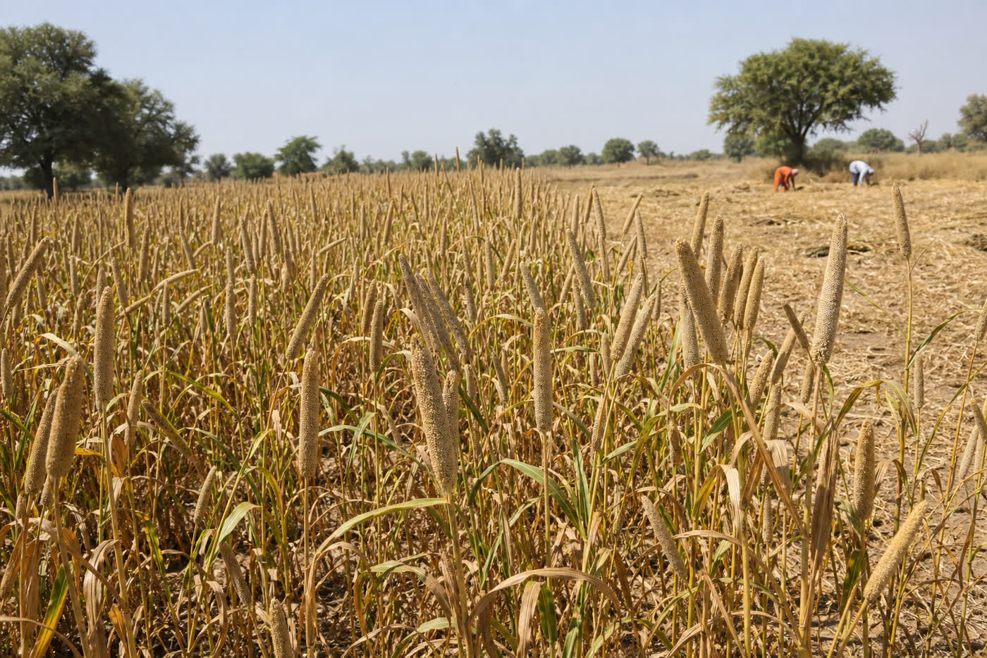 Golden pearl millet bajra seed heads ready for harvest in a Rajasthan farm field
