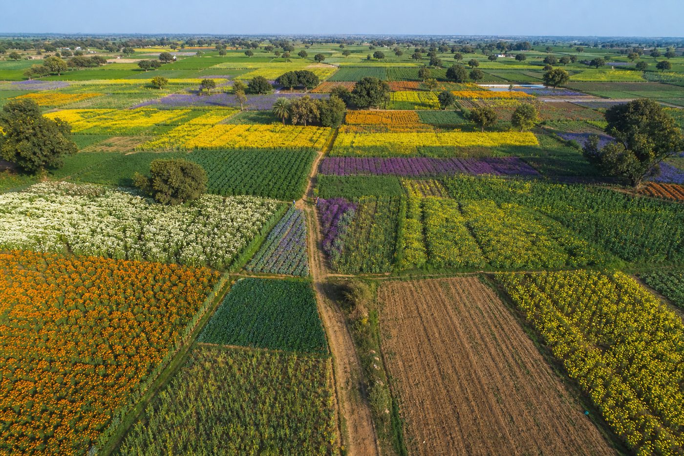 Organic farmland and floral biodiversity across India