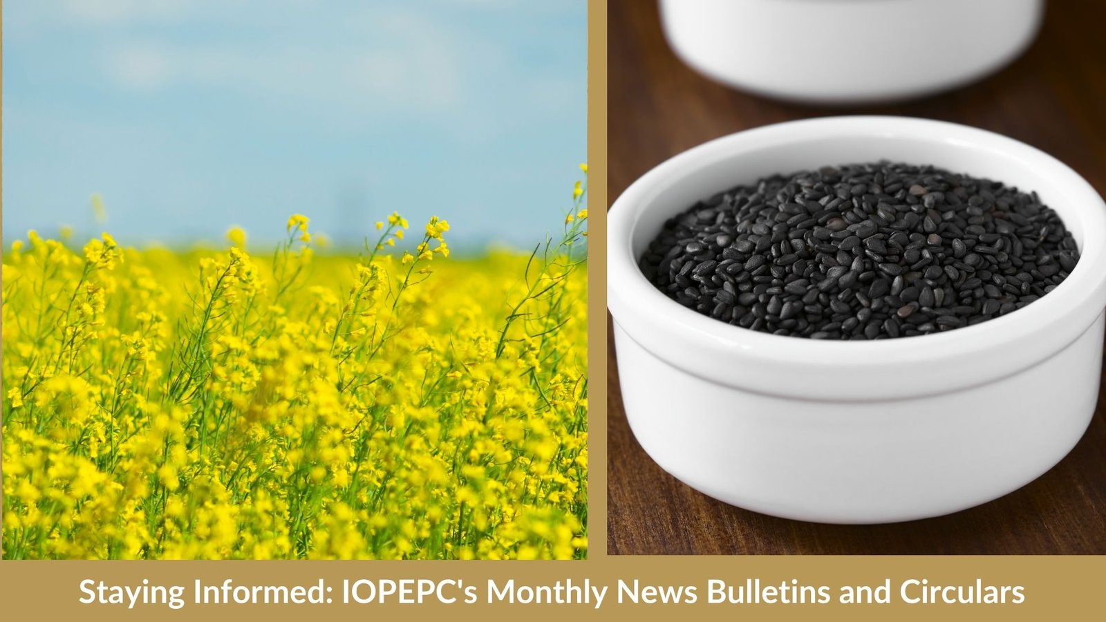 Staying Informed: IOPEPC's Monthly News Bulletins and Circulars

