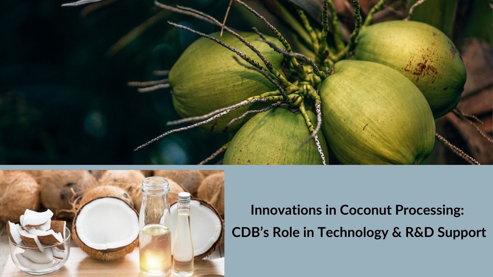 Innovations in Coconut Processing: CDB’s Role in Technology & R&D Support
