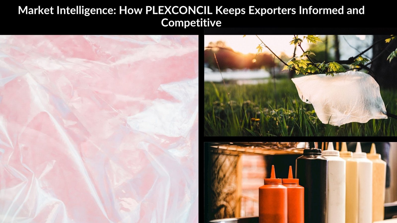 Market Intelligence: How PLEXCONCIL Keeps Exporters Informed and Competitive 