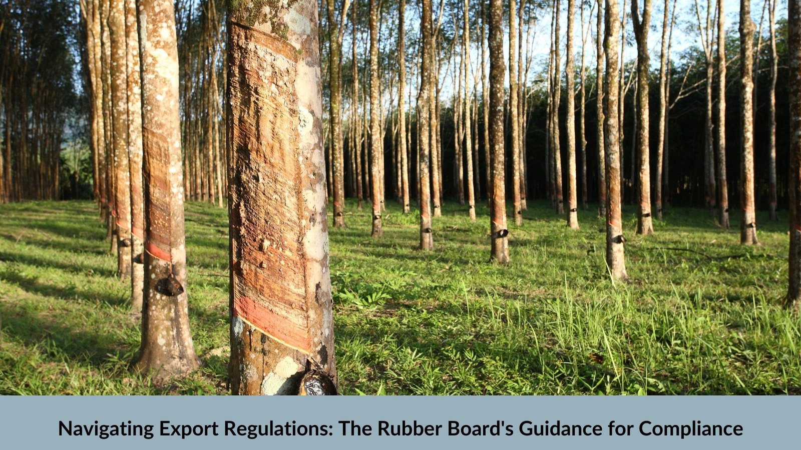 Navigating Export Regulations: The Rubber Board's Guidance for Compliance 