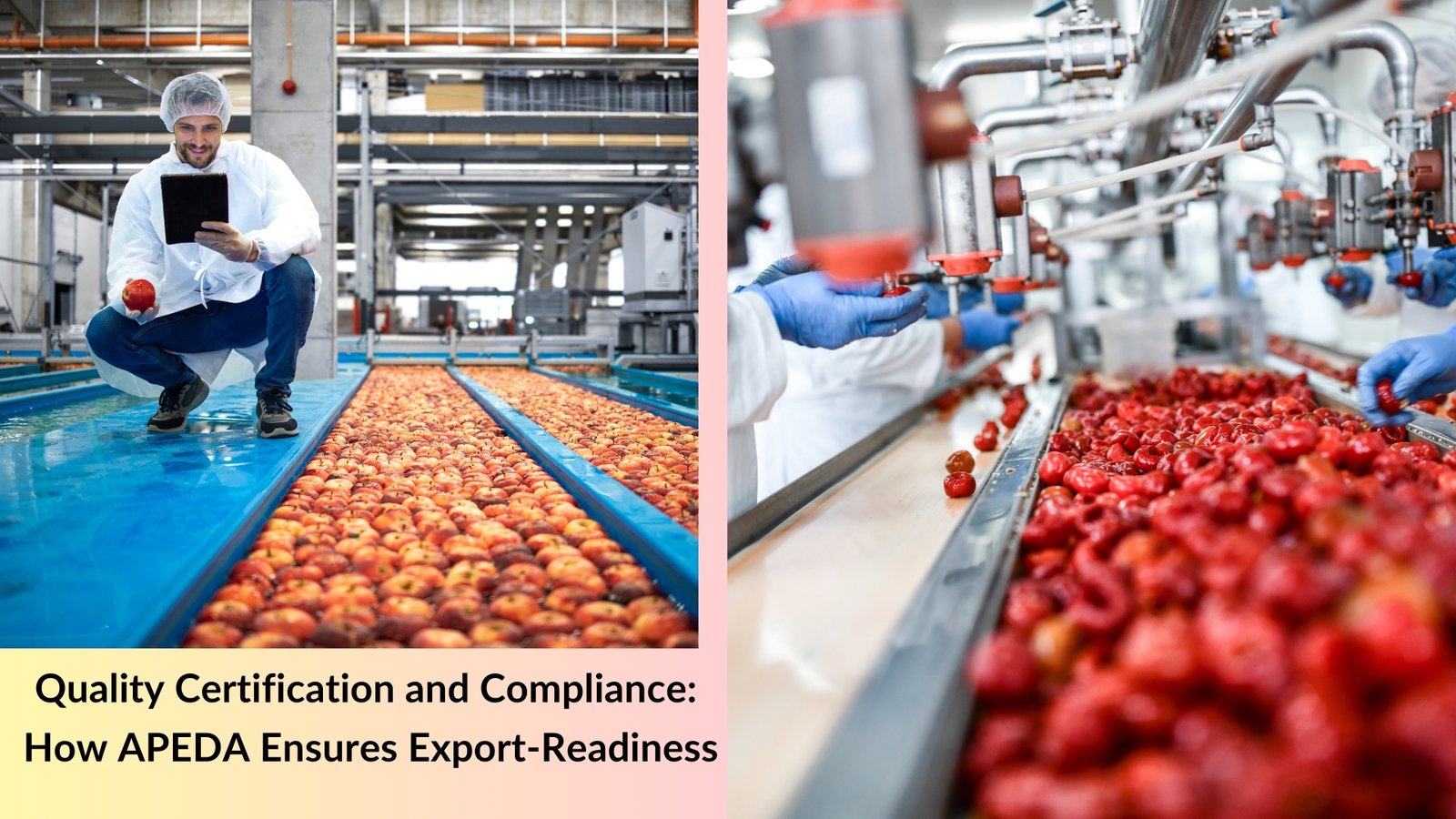 Quality Certification and Compliance: How APEDA Ensures Export-Readiness
