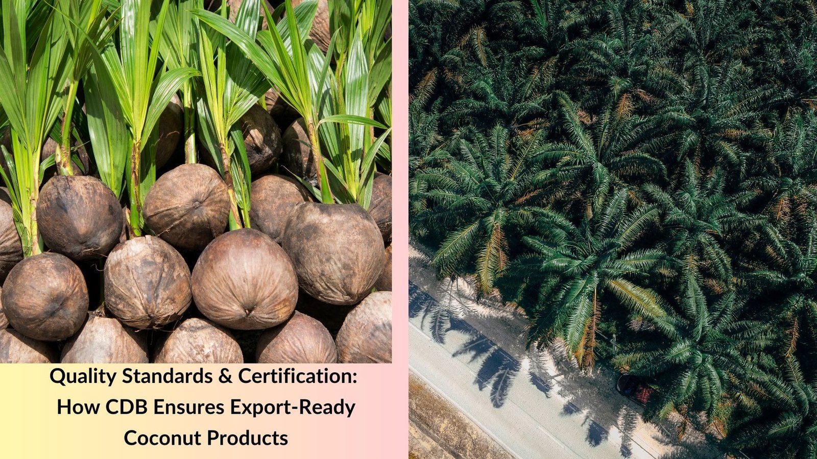 Quality Standards & Certification: How CDB Ensures Export-Ready Coconut Products
