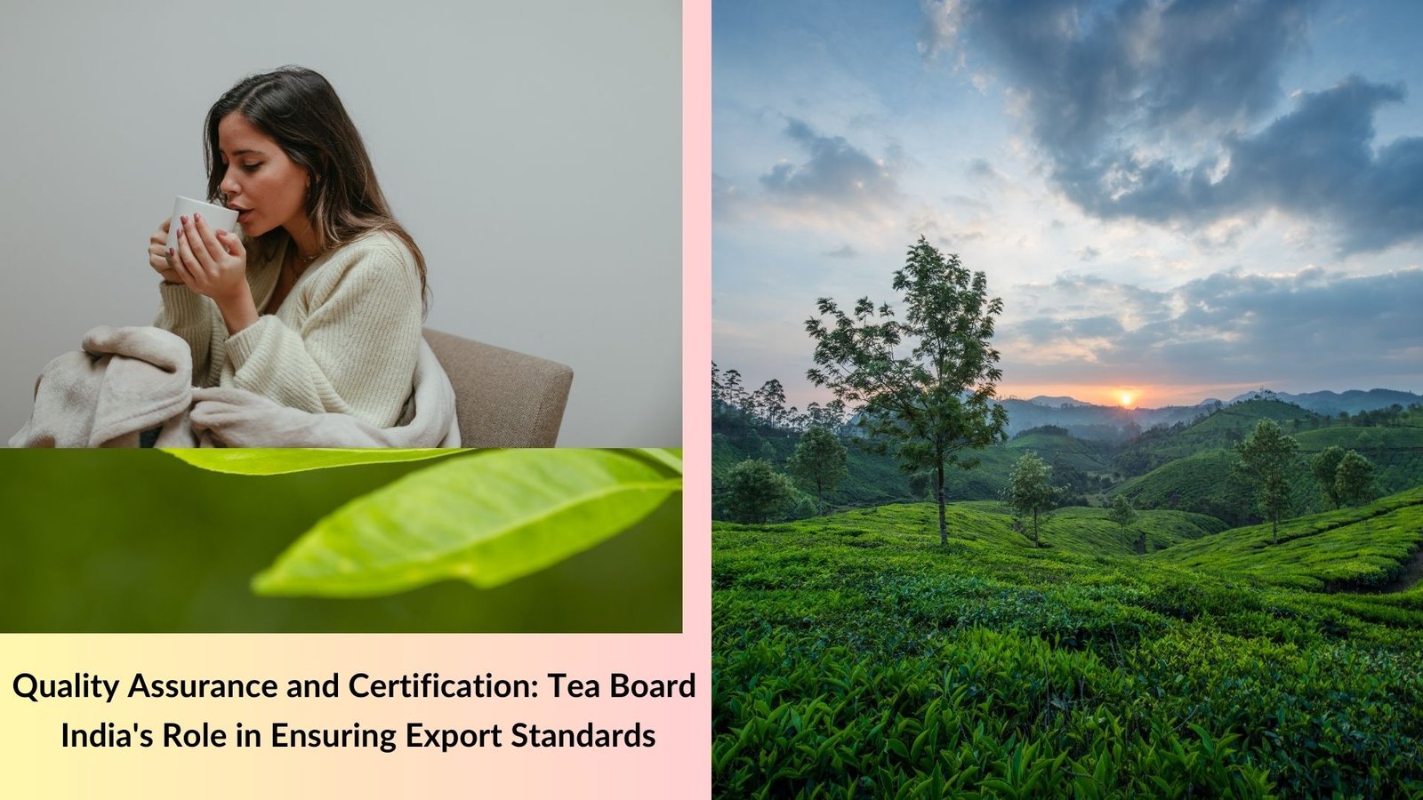 Quality Assurance and Certification: Tea Board India's Role in Ensuring Export Standards
